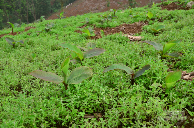 The lush green forest garden. Photo: Duong Dinh Tuong.