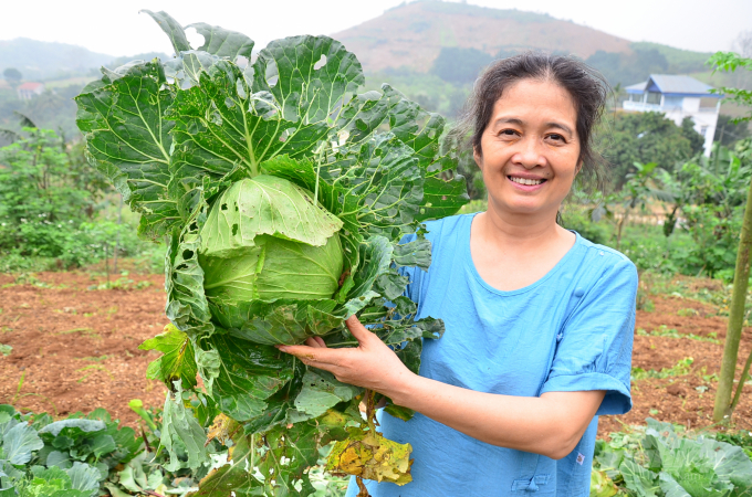 Những cây bắp cải từ vườn rừng. Ảnh: Dương Đình Tường.