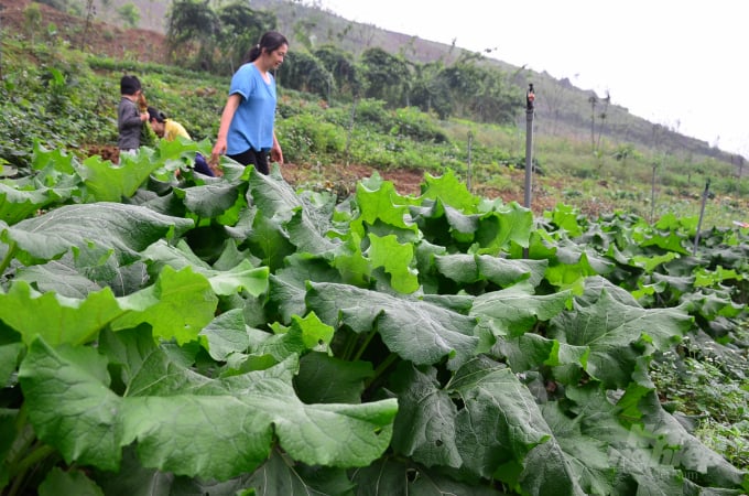 The herb beds are green. Photo: Duong Dinh Tuong.