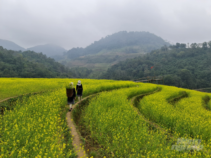 Tháng 3 cũng là dịp hoa cải ở Hồng Thái nở vàng ruộm trên những cánh đồng ruộng bậc thang. Ảnh: Đào Thanh.