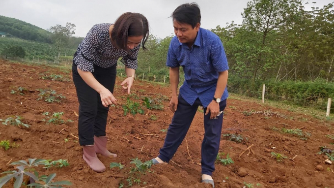 Năm 2021, nhiều diện tích sắn ở Nghệ An, nhất là tại huyện Tân Kỳ đã bị bệnh khảm lá nặng. Ảnh: Lam Giang.