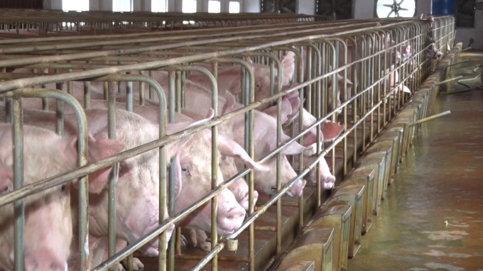 Some hi-tech pig breeding projects in Quang Tri still have problems. Photo: TL.