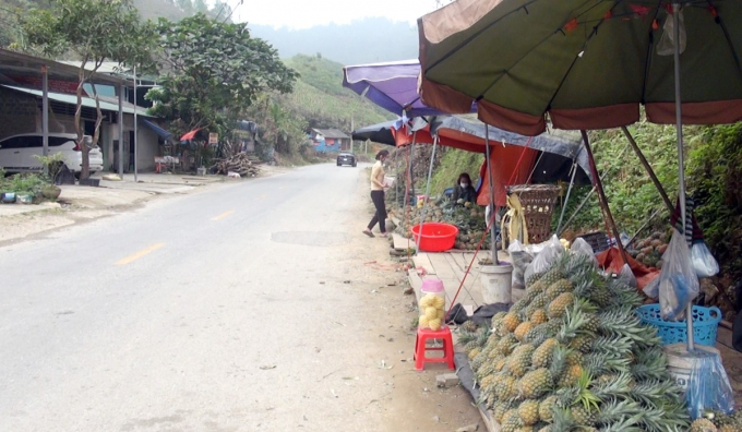 Muong Khuong farmers are selling pineapples along 4D Highway. Photo: H.D.
