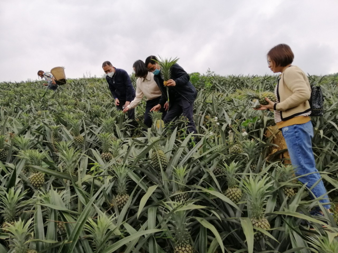 The Delegation of Muong Khuong district visits a pineapple-growing area. Photo: H.D.