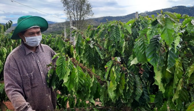 Nhờ kịp thời có nguồn vốn vay từ dự án VnSAT, Gia đình ông Bùi Thanh Sơn đã mạnh dạn phá bỏ vườn cà phê già cỗi để tái canh. Ảnh: Tuấn Anh.