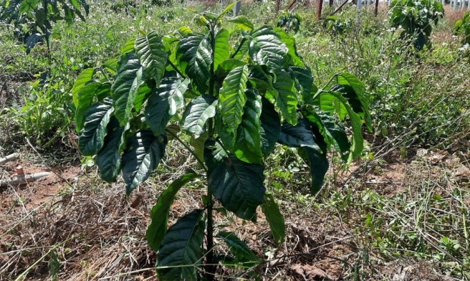 Khó khăn nhất trong tái canh cà phê, đó là nguồn vốn duy trì sản xuất giai đoạn cà phê chưa cho thu hoạch. Ảnh: Đăng Lâm.