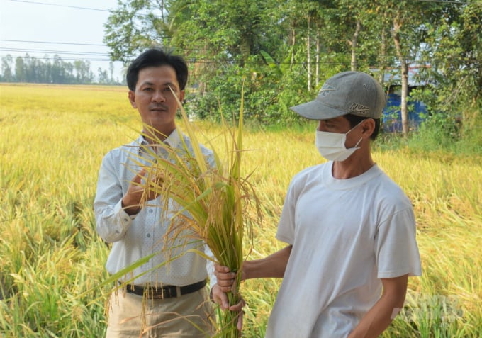 Ruộng lúa cấy máy giúp nông dân có thể tiết kiệm 15 - 20% chi phí, nhờ giảm giống, phân bón, thuốc bảo vệ thực vật nhưng vẫn giữ được năng suất và lợi nhuận như kỳ vọng. Ảnh: Trung Chánh.