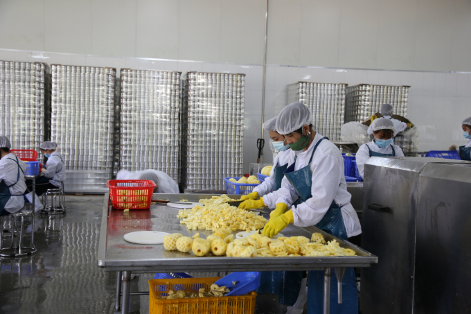 Although Muong Khuong pineapples are deeply processed output market is facing problems. Photo: HD.
