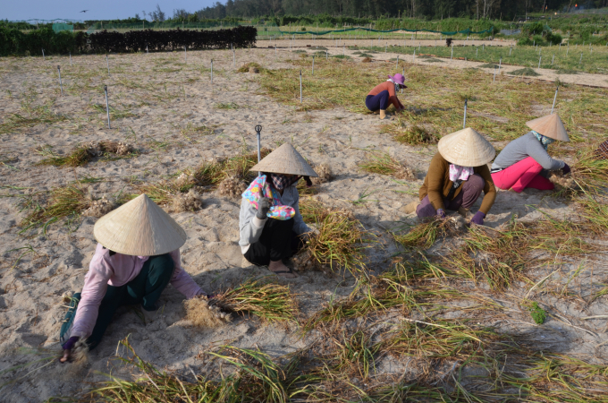 Vụ tỏi đông xuân 2021 - 2022 ở huyện Lý Sơn (Quảng Ngãi) năng suất giảm gần 70% so với các năm. Ảnh: L.K.