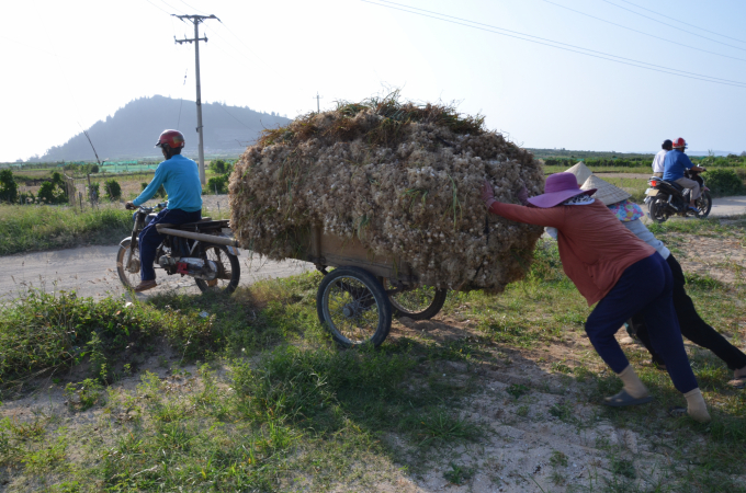 Người dân địa phương cho biết, với năng suất tỏi như năm nay khiến họ thua lỗ nặng, không đủ tiền mua giống. Ảnh: L.K.