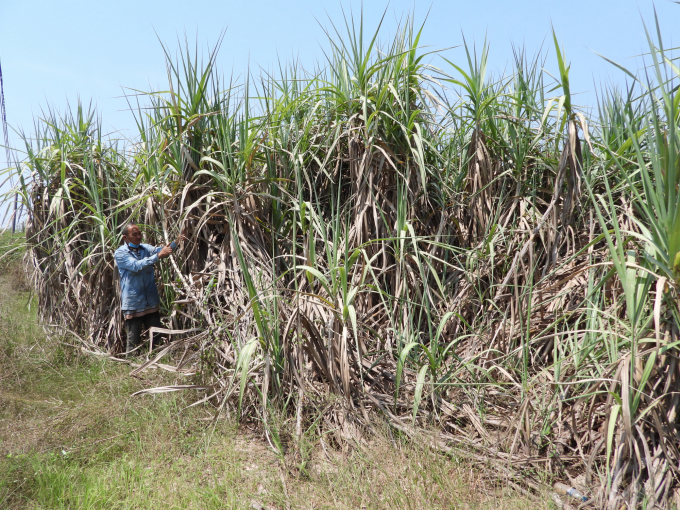 When sugarcane prices began to decline, Mr. Luan family's sugarcane area also decreased, up to now, only 6 hectares. Photo: Tran Trung.
