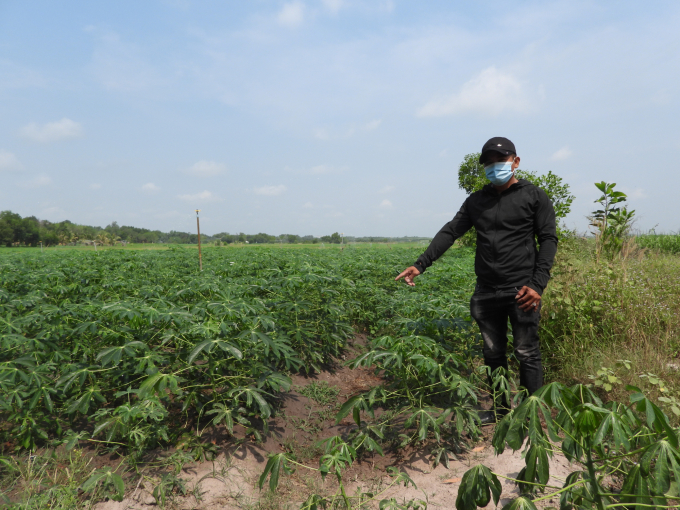 Một nông dân gần ruộng mía của chị Kim Anh đã chuyển đổi sang trồng mì (sắn). Ảnh: Trần Trung.