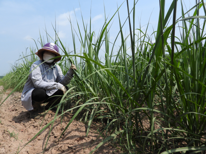 Mrs. Huynh Thi Kim Anh from Mo Cong commune, Tan Bien district, has more than ten years of growing sugarcane, owning nearly 100 hectares of sugarcane. Photo: Tran Trung.