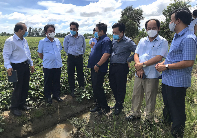 Huyện Bình Tân, tỉnh Vĩnh Long có diện tích canh tác cây khoai lang lớn nhất cả nước. Trong ảnh Bộ trưởng Bộ NN-PTNT Lê Minh Hoan (thứ 2 từ trái sang) khảo sát tình hình sản xuất tiêu thụ khoai lang hồi tháng 6/2021. Ảnh: Minh Đảm.