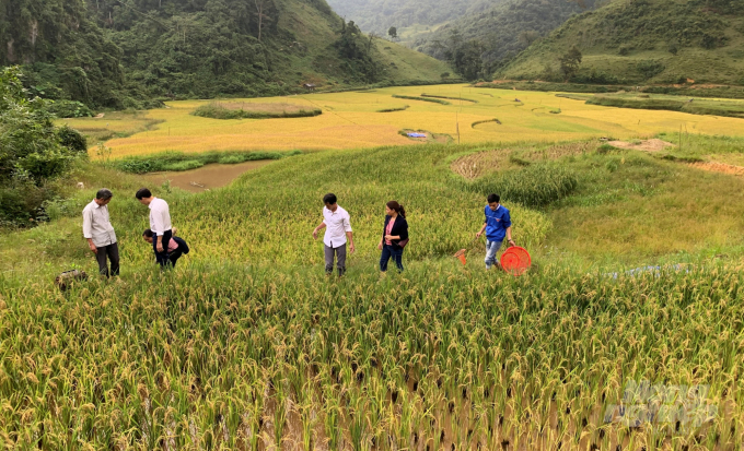 Người dân xóm Hoài Khao, xã Quang Thành, huyện Nguyên Bình từ lâu đã thả cá xuống ruộng lúa. Ảnh: Công Hải.