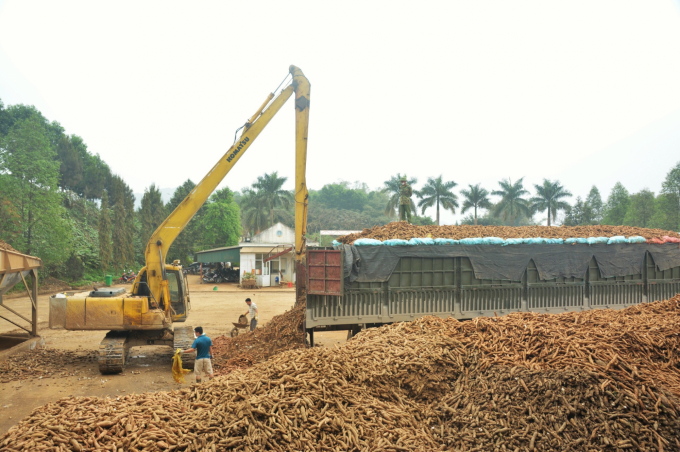 Đang chính vụ thu hoạch sắn, các nhà máy phải kịp thời thu mua hết sắn cho nông dân. Ảnh: Võ Dũng. 