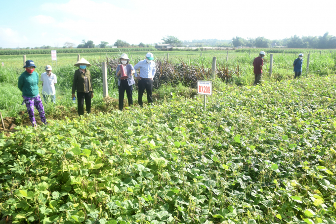 The Institute of Agricultural Science and Technology in the South Central Coast has created two new varieties of mung beans, DXBD.07 and DXBD.08. Photo: V.D.T.