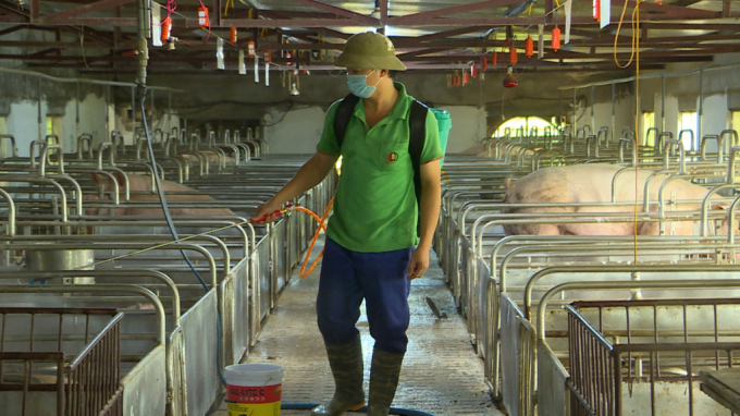 TX Đông Triều tích cực phòng chống dịch bệnh để đảm bảo an toàn cho vật nuôi. Ảnh: Nguyễn Thành.