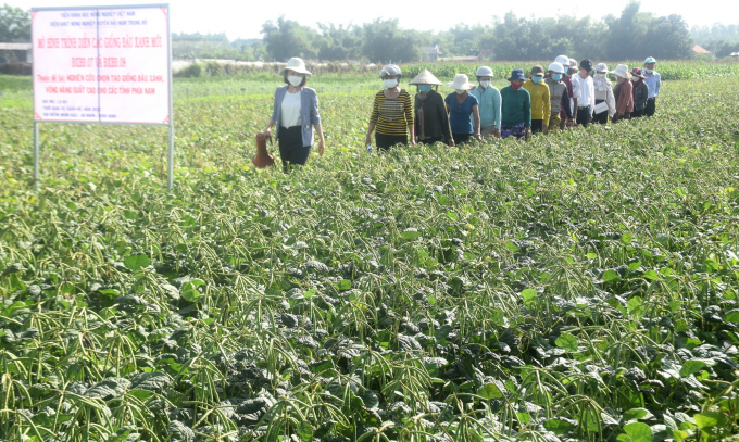 Farmers visit the model of 2 new mung bean varieties, DXBD.07 and DXBD.08, in Thiet Tru village, Nhon Hau commune (An Nhon town, Binh Dinh). Photo: V.D.T.