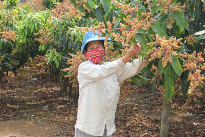 In the mango crop in 2022, Mai Son district is expected to have an output of 24,000 tons and an export output of 8,700 tons. Photo: Trung Quan.