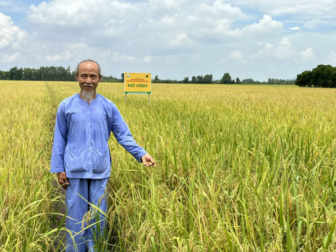 Rice transplanted in clusters by machine grows stronger and produces firm and bright seeds.