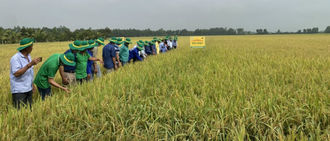 Farmers visit a model of transplanting rice in clusters combined with other synchronous rice farming techniques in O Long Vi Commune, Chau Phu District, An Giang Province, on the morning of March 22, 2022. 