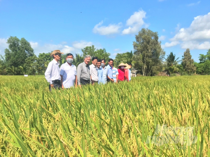 Tham gia Chương trình Canh tác lúa thông minh, nhiều nông dân ở ĐBSCL đã có vụi mùa bội thu với chi phí thấp, hạ giá thành, gia tăng tối đa lợi nhuận. Ảnh: Trung Chánh.