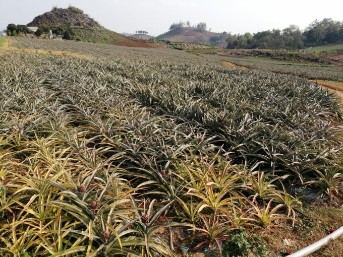 Doveco's pineapple material area in Chieng Sung commune (Mai Son, Son La) has begun to bear young fruit, which is expected to give good results in the first harvest in Son La land. Photo: Trung Quan.