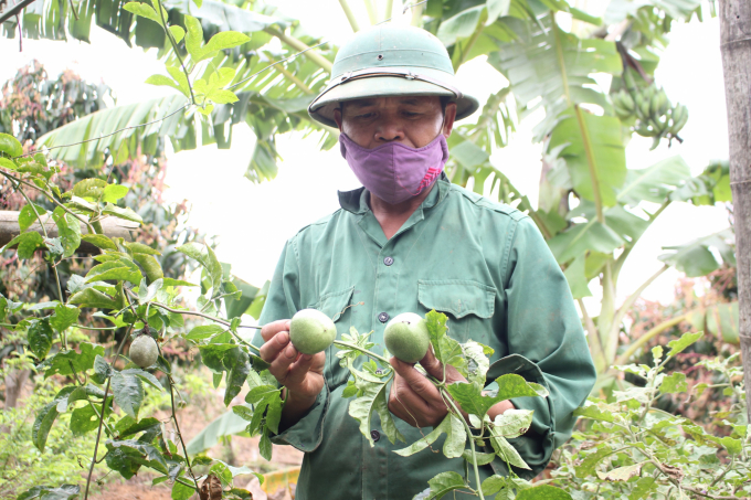 Many cooperatives that grow passion fruit in Son La 'part ways' with the production link chain due to an immense amount of pressure they have to face. Photo: Trung Quan.