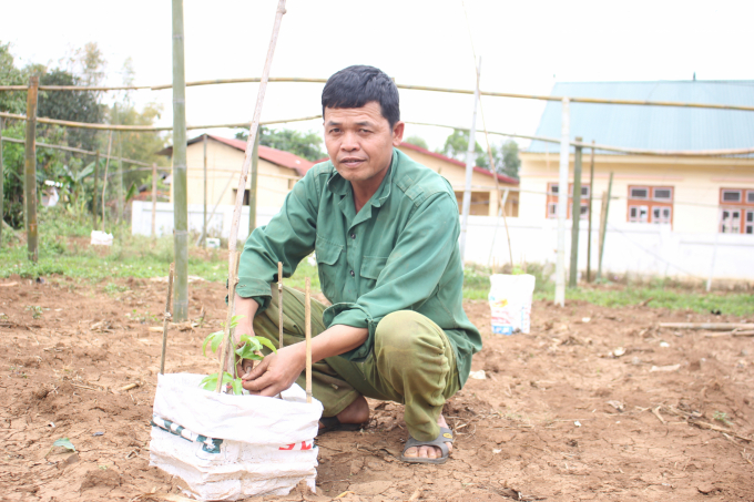 Farmers were prone to looking for uncertified passion fruit seed sources that lack methodical production procedures, leading to constant threats to production. Photo: Trung Quan.