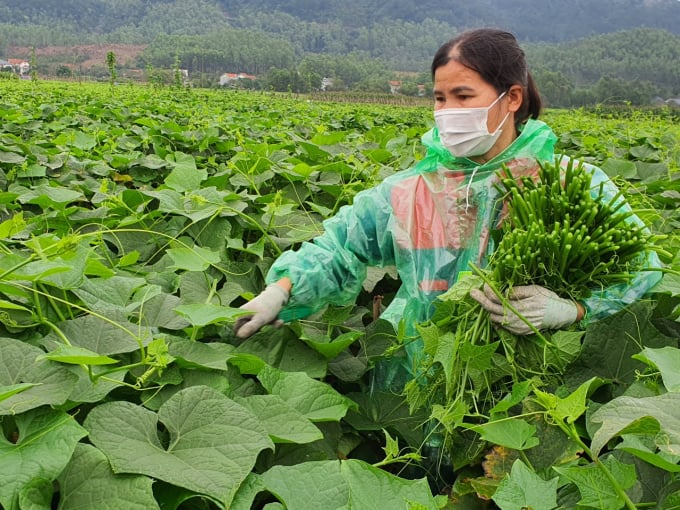 Mô hình trồng su su theo quy trình hữu cơ của gia đình bà Lê Thị Chín ở xã Hồ Sơn, huyện Tam Đảo. Ảnh: Hoàng Anh.