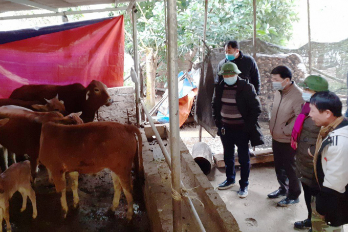 Cán bộ Chi cục Chăn nuôi và Thú y tỉnh Lạng Sơn kiểm tra tình hình dịch bệnh, chống rét cho trâu bò trên địa bàn. Ảnh: Tùng Đinh.