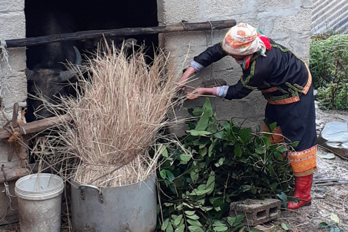 Bà con che chắn, chuẩn bị thức ăn chống rét cho trâu bò vào mùa đông ở Lạng Sơn. Ảnh: Tùng Đinh.