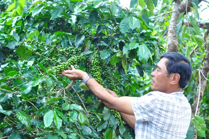 Phương pháp hay để phục hồi vườn cà phê già cỗi  phuong phap hay de phuc  hoi vuon ca phe gia coi