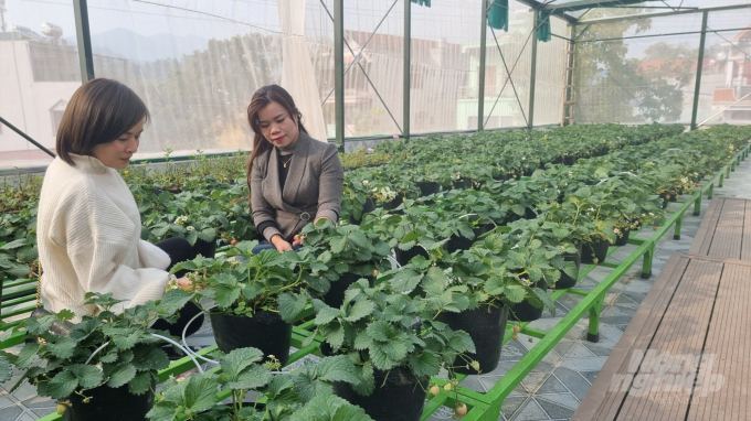 Vườn dâu tây công nghệ cao của nữ doanh nhân Hà Minh Đợi phát triển tốt và có thu nhập cao. Ảnh: Toán Nguyễn.