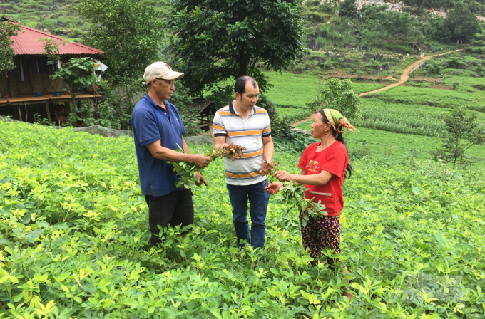 Cây lạc hàng hóa là cây trồng giúp xóa đói, giảm nghèo ở nhiều địa phương vùng cao, vùng sâu, vùng xa ở tỉnh Cao Bằng. Ảnh: Công Hải.