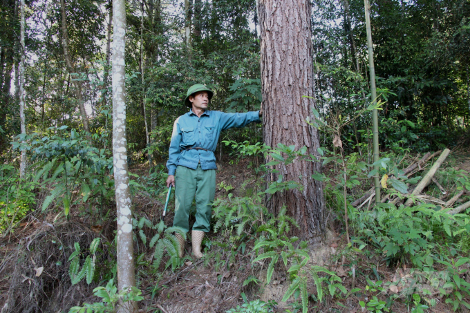 Trồng rừng giúp nhiều hộ dân xã Phong Châu, huyện Trùng Khánh có thu nhập khá. Ảnh: Công Hải.