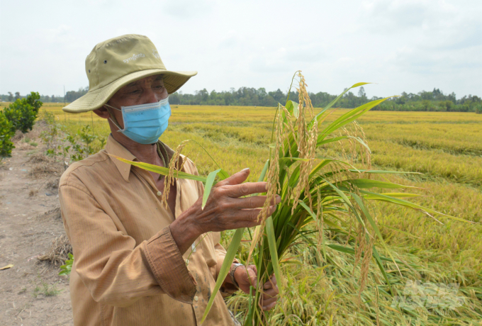 Nhờ tham gia dự án VnSAT, ông Dũng cũng như nhiều xã viên HTX Nông nghiệp Thành Nguyên đã áp dụng sạ thưa, giảm chi phí, cây lúa nở bụi, cho bông to hiệu quả. Ảnh: Văn Vũ.