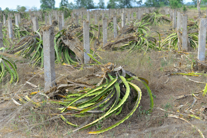 Tại huyện Hàm Thuận Bắc, nhiều diện tích thanh long đã bị nông dân phá bỏ để chuyển sang cây trồng khác. Ảnh: KS.