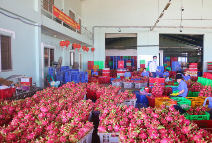 Binh Thuan dragon fruit is mainly exported to the Chinese market. Photo: KS.