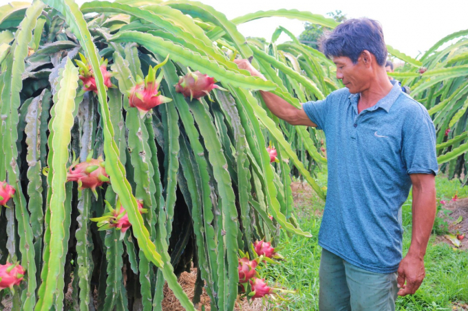 Binh Thuan has 33,000 hectares for dragon fruit cultivation. Photo:  KS.