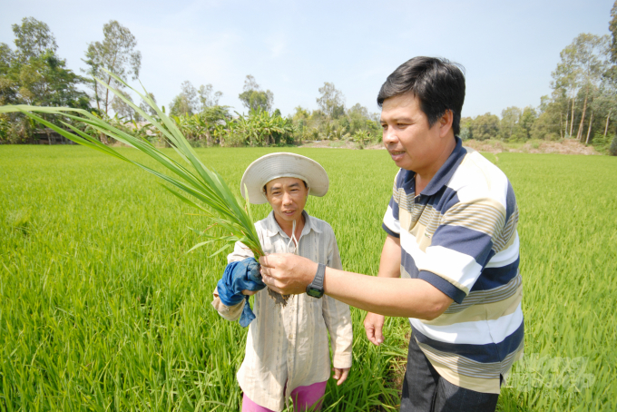 The great 'revolution' named VnSAT has caused a drastic change in rice production practices and improved the quality of export services. Photo: Le Hoang Vu.