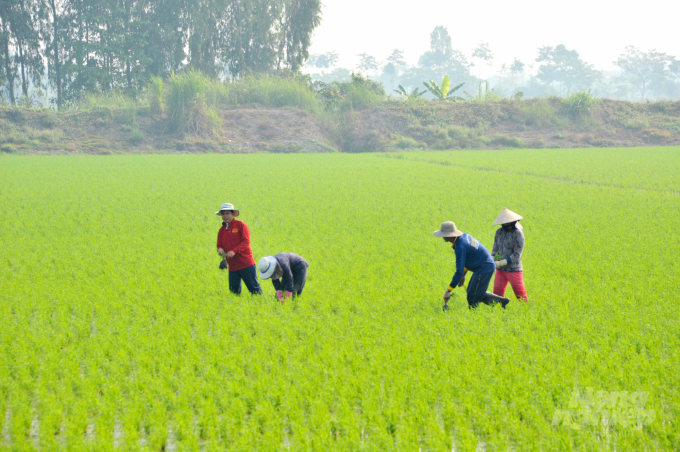 The VnSAT project has bridged farmers and businesses in rice production and consumption. Photo:  Le Hoang Vu.