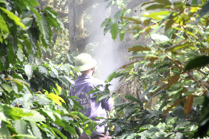 Durian orchards are 'bathing' in pesticides. Photo: Minh Quy.