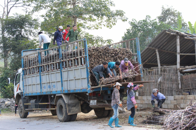 Cây mía mang lại thu nhập chính cho nhiều người dân ở huyện Quảng Hòa. Ảnh: Công Hải.