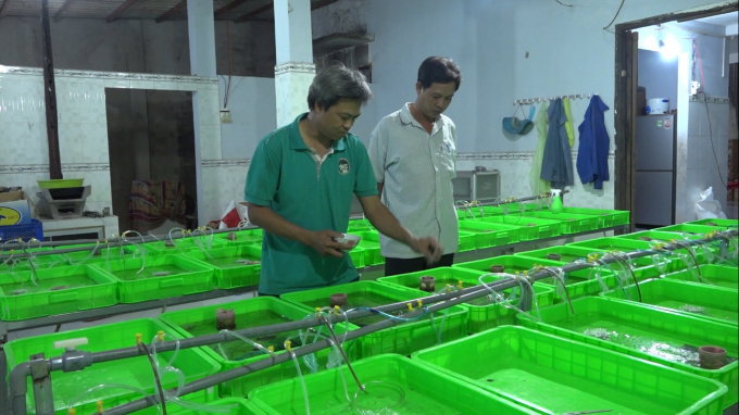 Nhờ chịu khó học hỏi và được chuyển giao kỹ thuật, anh Hiếu đã đầu tư trang trại đạt tiêu chuẩn kỹ thuật, sản xuất lươn giống đạt chất lượng. Ảnh: Thanh Nghĩa.