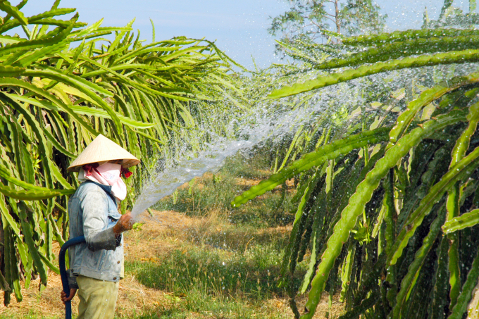 Ngành chuyên môn tỉnh Bình Thuận khuyến cáo nông dân duy trì việc chăm sóc, không để vườn thanh long suy kiệt. Ảnh: KS.
