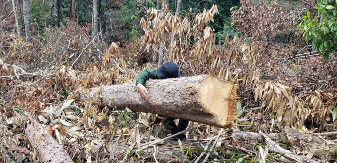 UBND tỉnh yêu cầu xử lý các tập thể cá nhân liên quan đến vụ phá rừng.