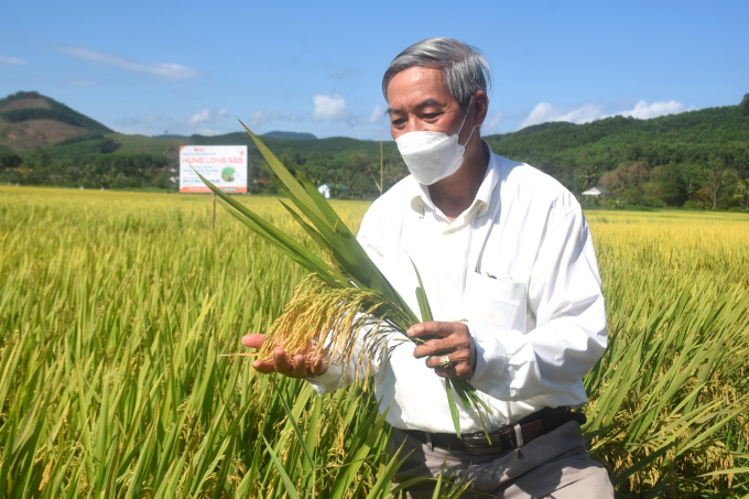 Gié lúa Hưng Long 555 đã chín nhưng lá đòng vẫn còn xanh, chứng tỏ cây lúa ăn phân bón nhẹ hơn các giống lúa khác. Ảnh: V.Đ.T.