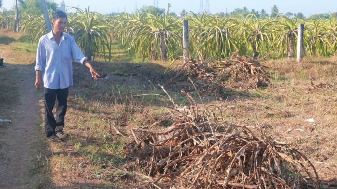 Một số diện tích nông dân đã phá bỏ cây thanh long. Ảnh: KS.